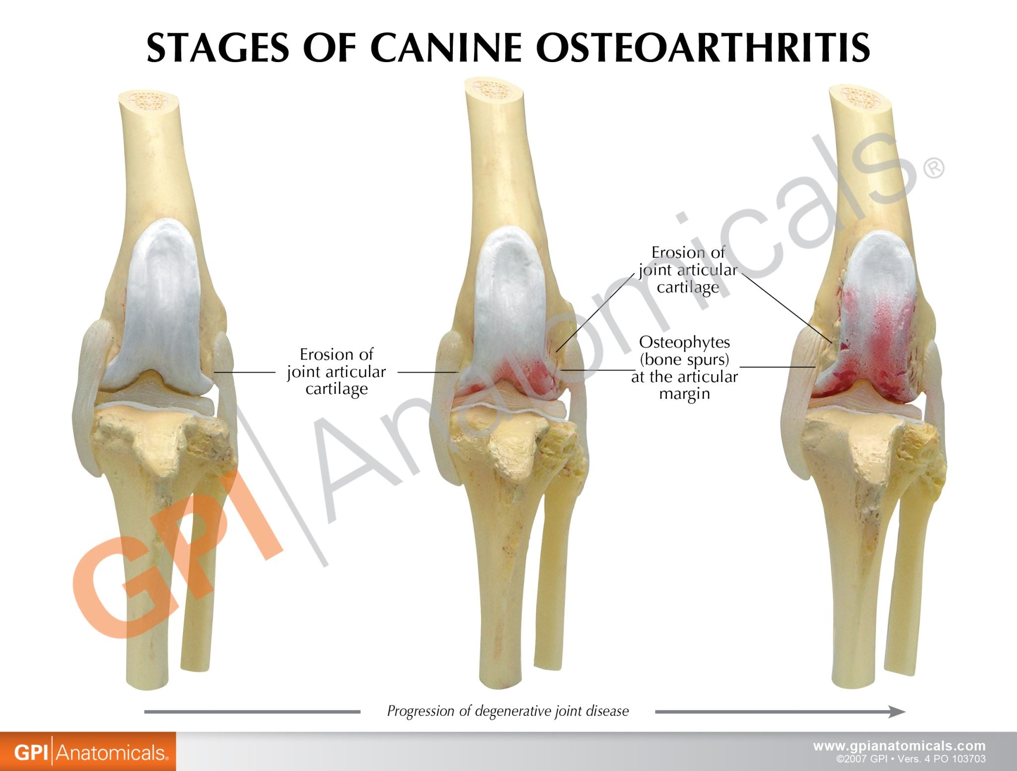 Canine 4-Stage Knee Osteoarthritis Model