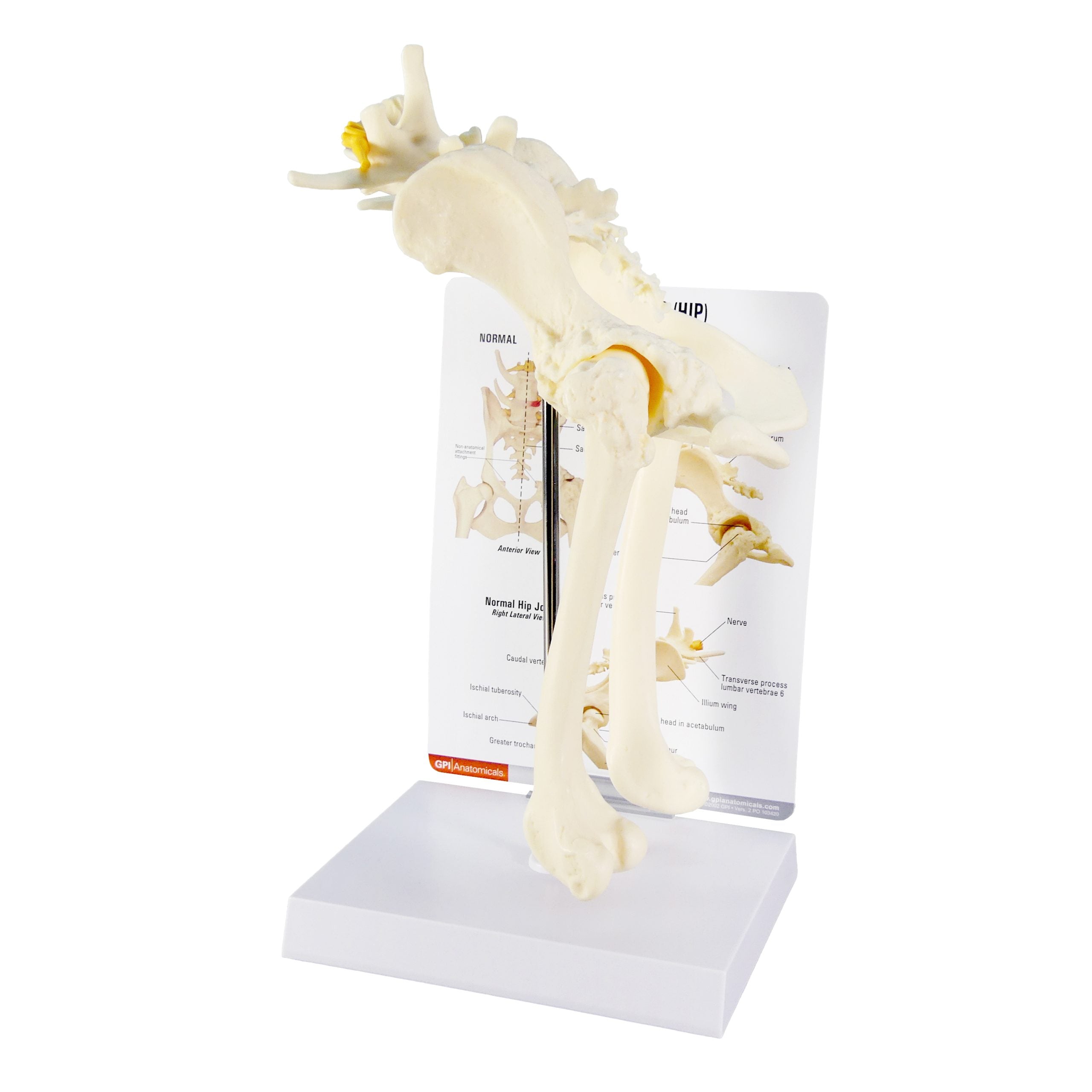 Canine Pelvis