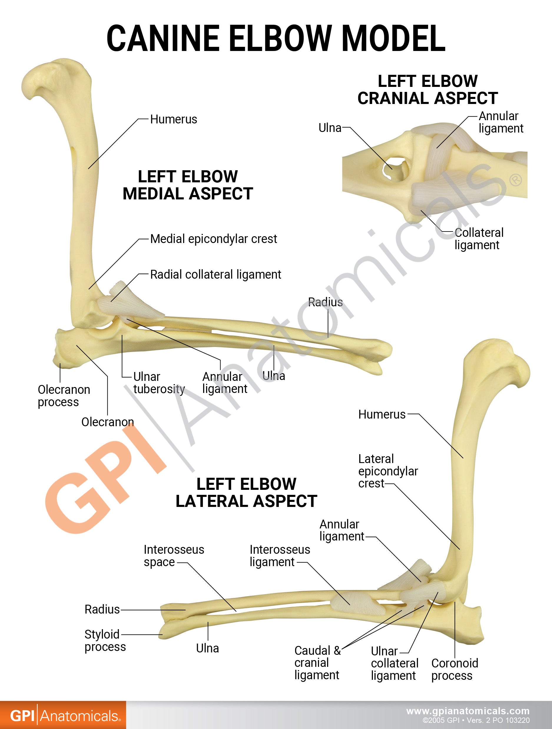 Canine Elbow