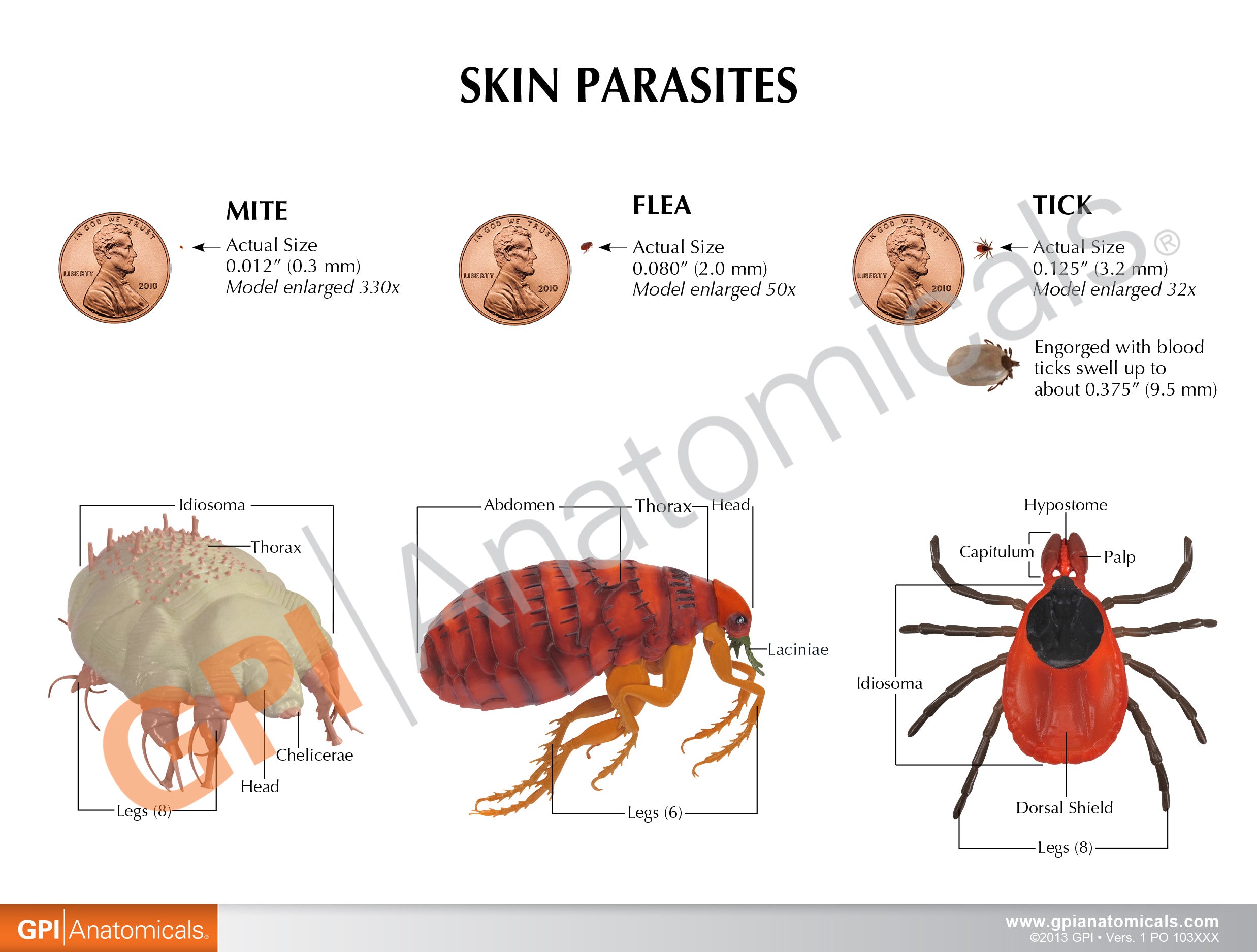 Skin Parasites