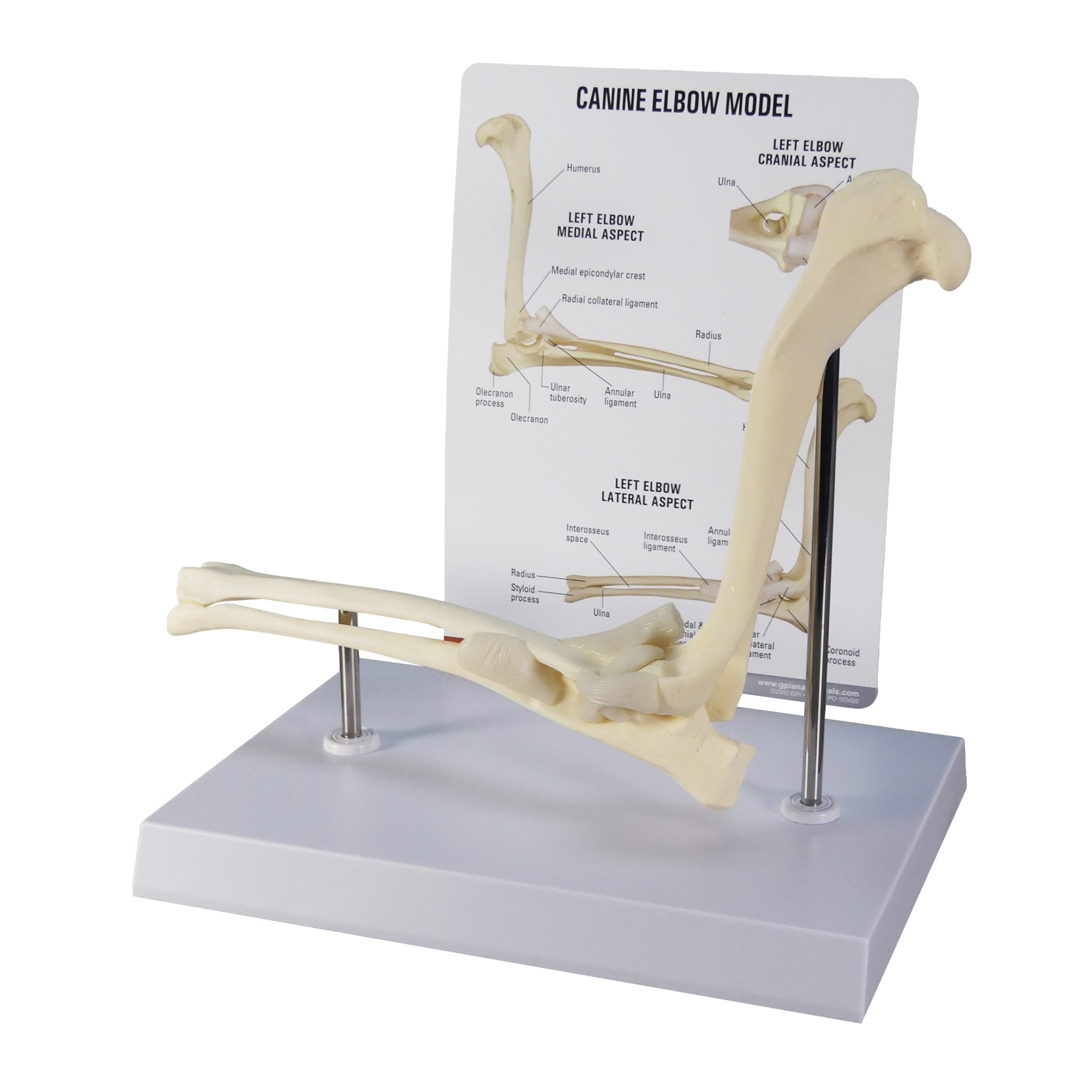 Canine Elbow