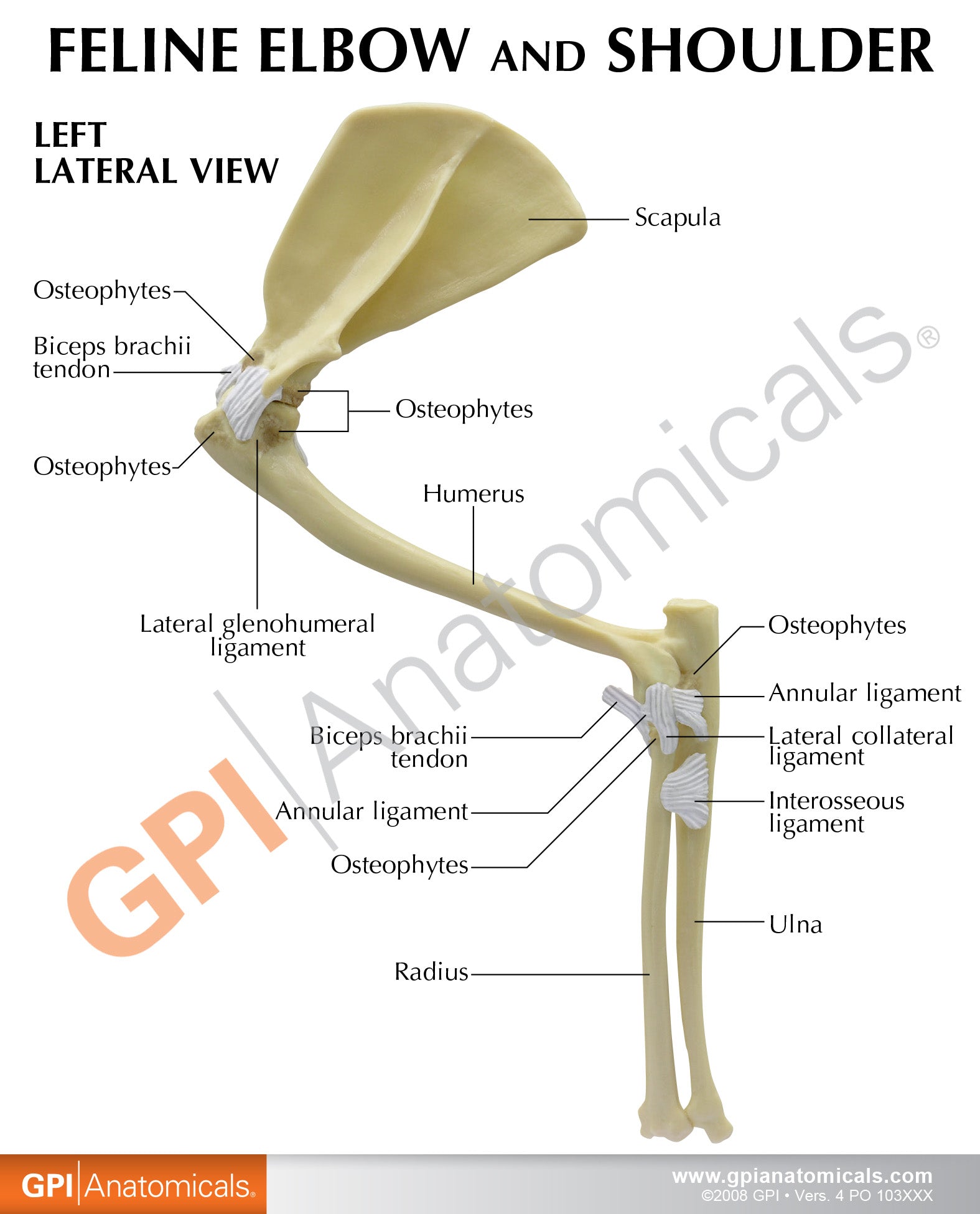 Feline Elbow/Shoulder