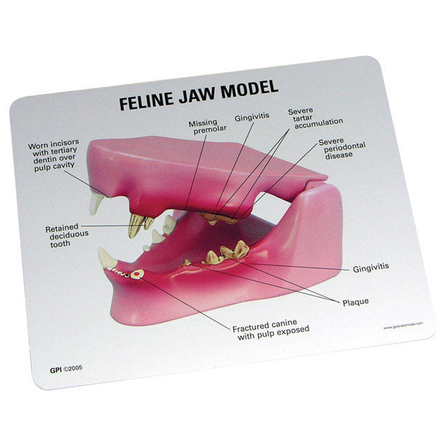 9190_feline_jaw_card_640px__04507.1589752972.1280.1280.jpg