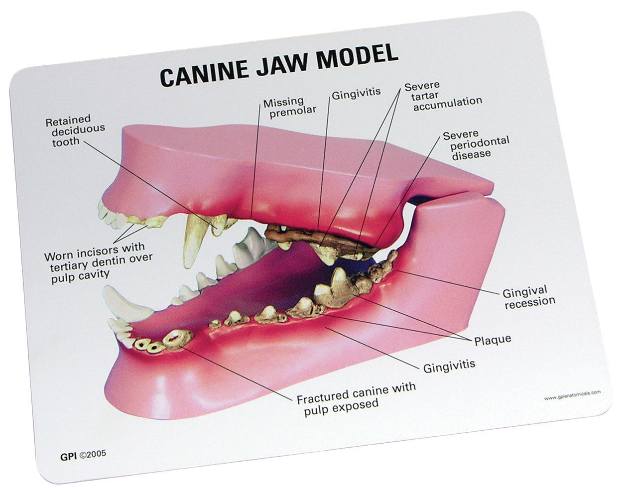 9195_canine_jaw_card__72167.1589753323.1280.1280.jpg