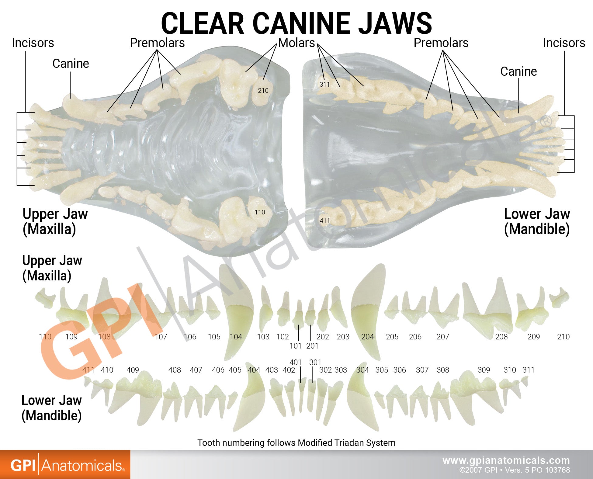 Clear Canine Jaw Model with Teeth