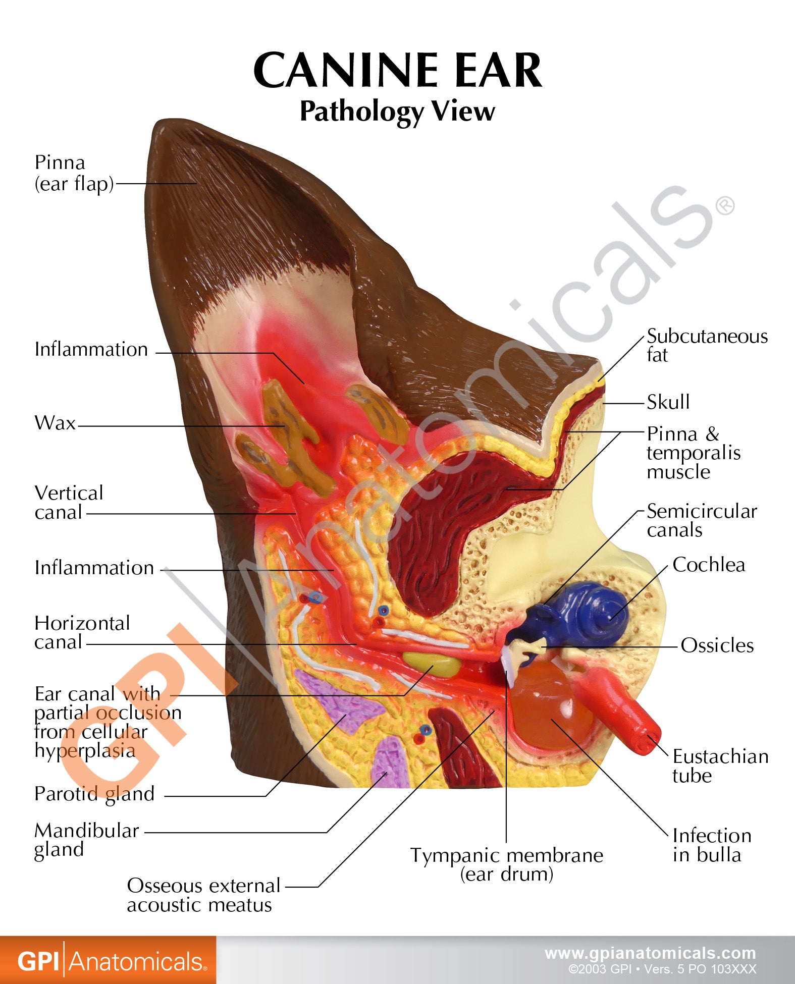 Canine Ear (Normal/Infected)