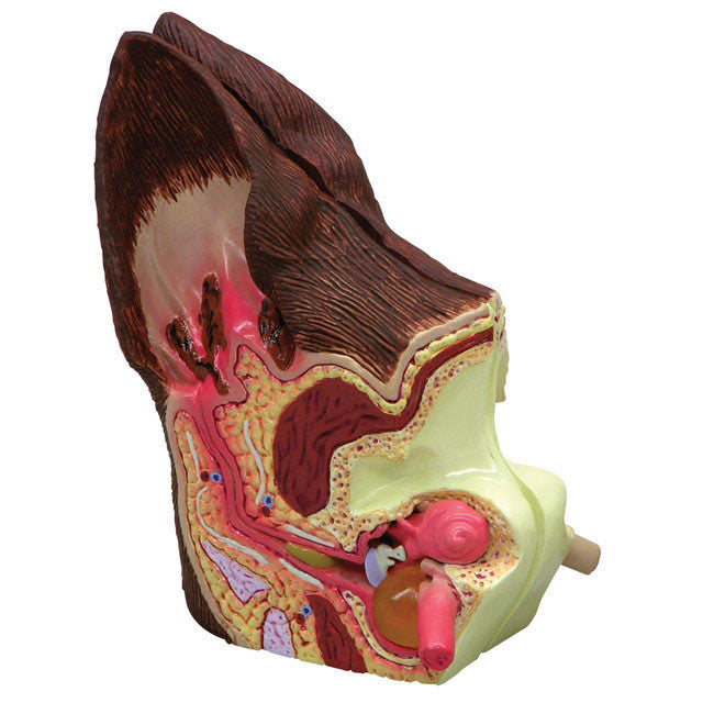 Canine Ear - Normal / Infected - GPI 9200