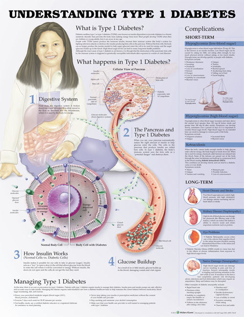 Understanding Type 1 Diabetes Anatomical Chart - 3rd Edition