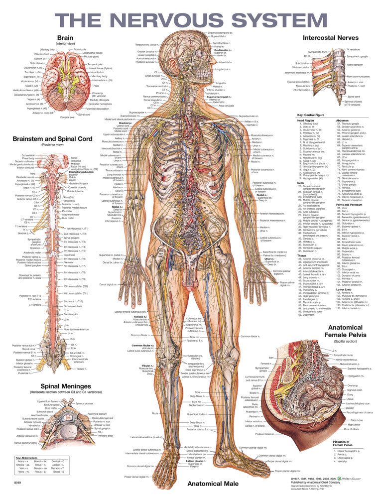 The Nervous System - 2nd Edition