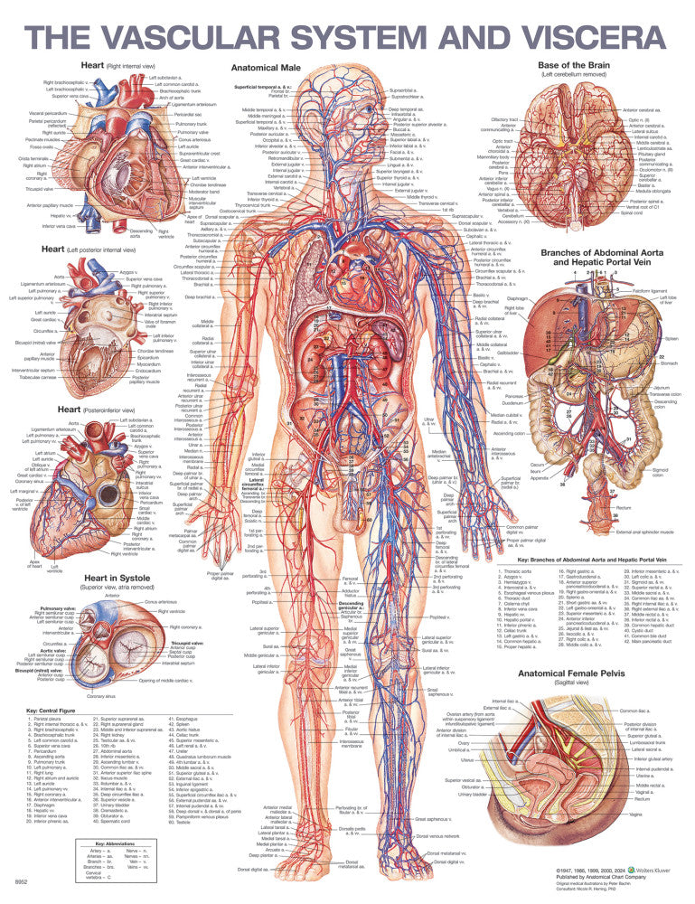 The Vascular System and Viscera Anatomical Chart - 2nd Edition