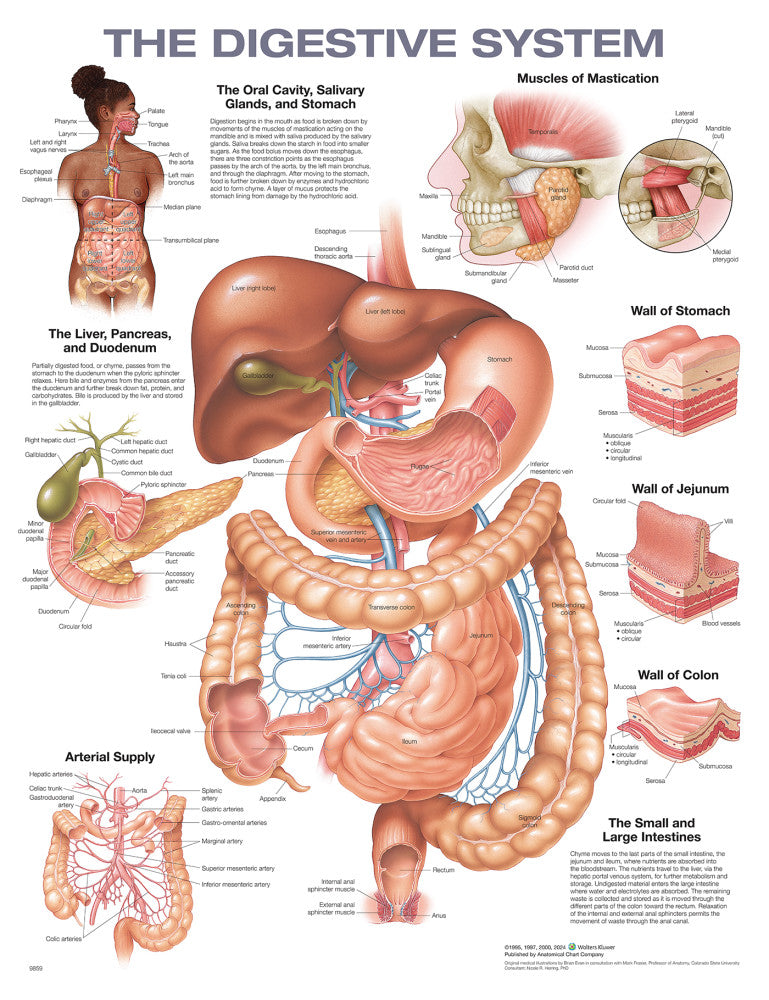 The Digestive System Anatomical Chart - 2nd Edition
