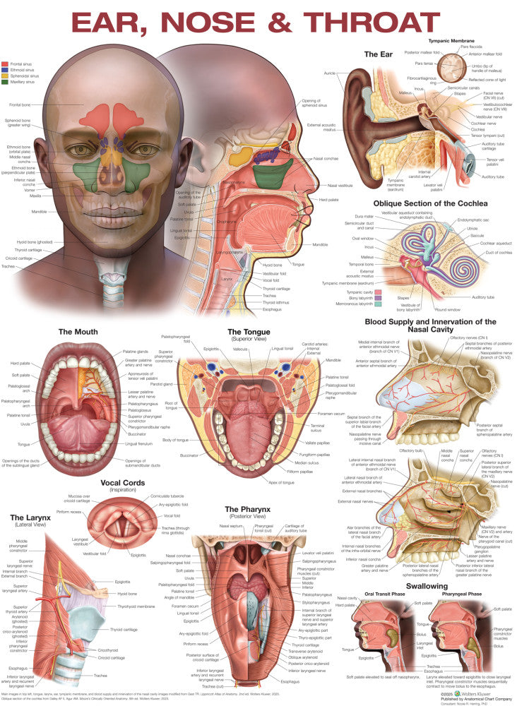 Ear, Nose, and Throat Anatomical Chart - 3rd Edition