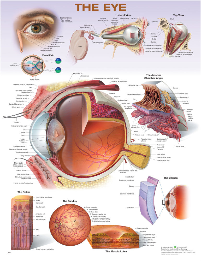 The Eye Anatomical Chart - 2nd Edition