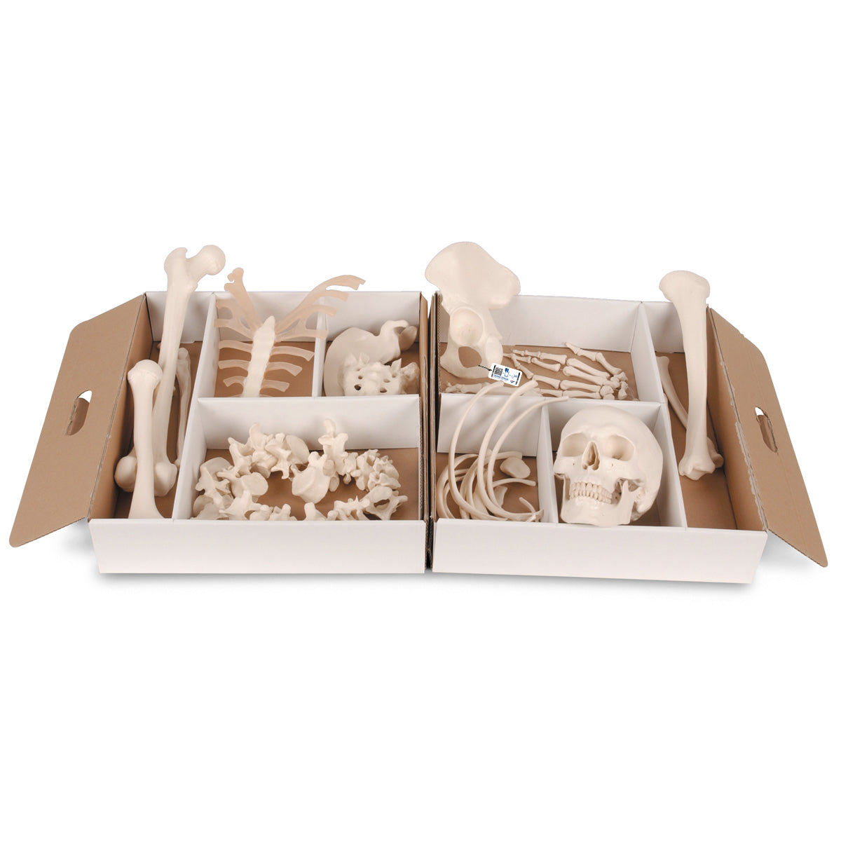 Disarticulated Half Human Skeleton, wire mounted Hand and Foot