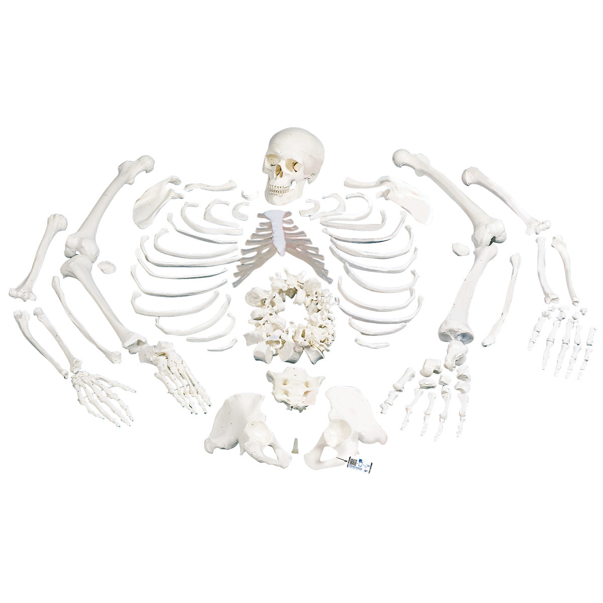 Disarticulated Human Skeleton Model, Complete with 3-part Skull