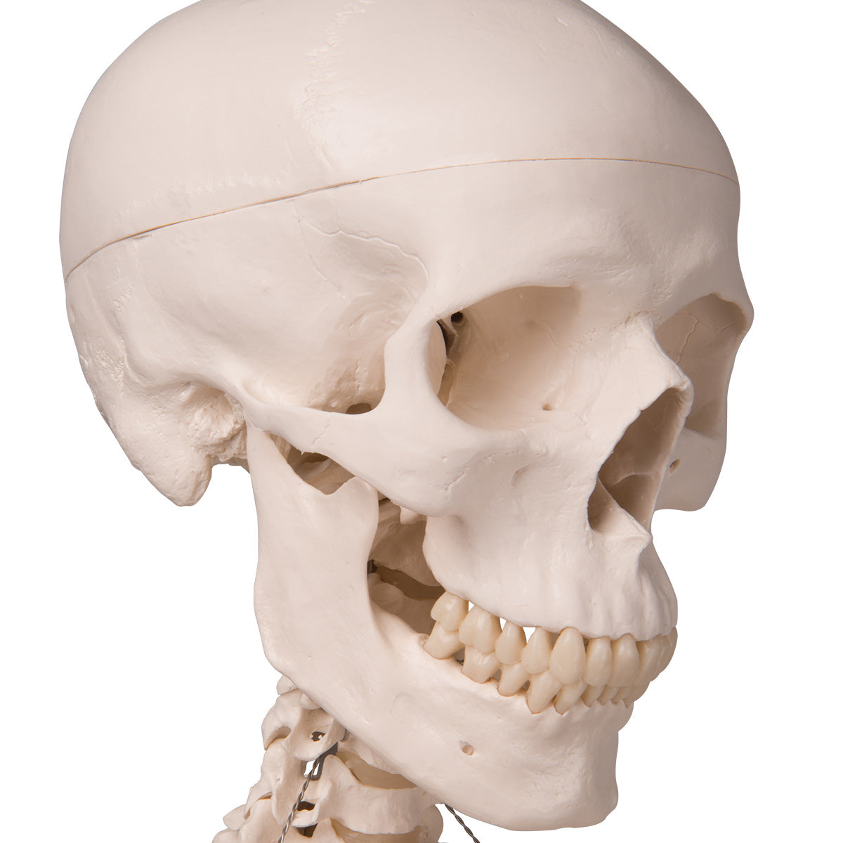 Human Ossicle Model, 20-times Maginified - 3B Scientific A101, view 11