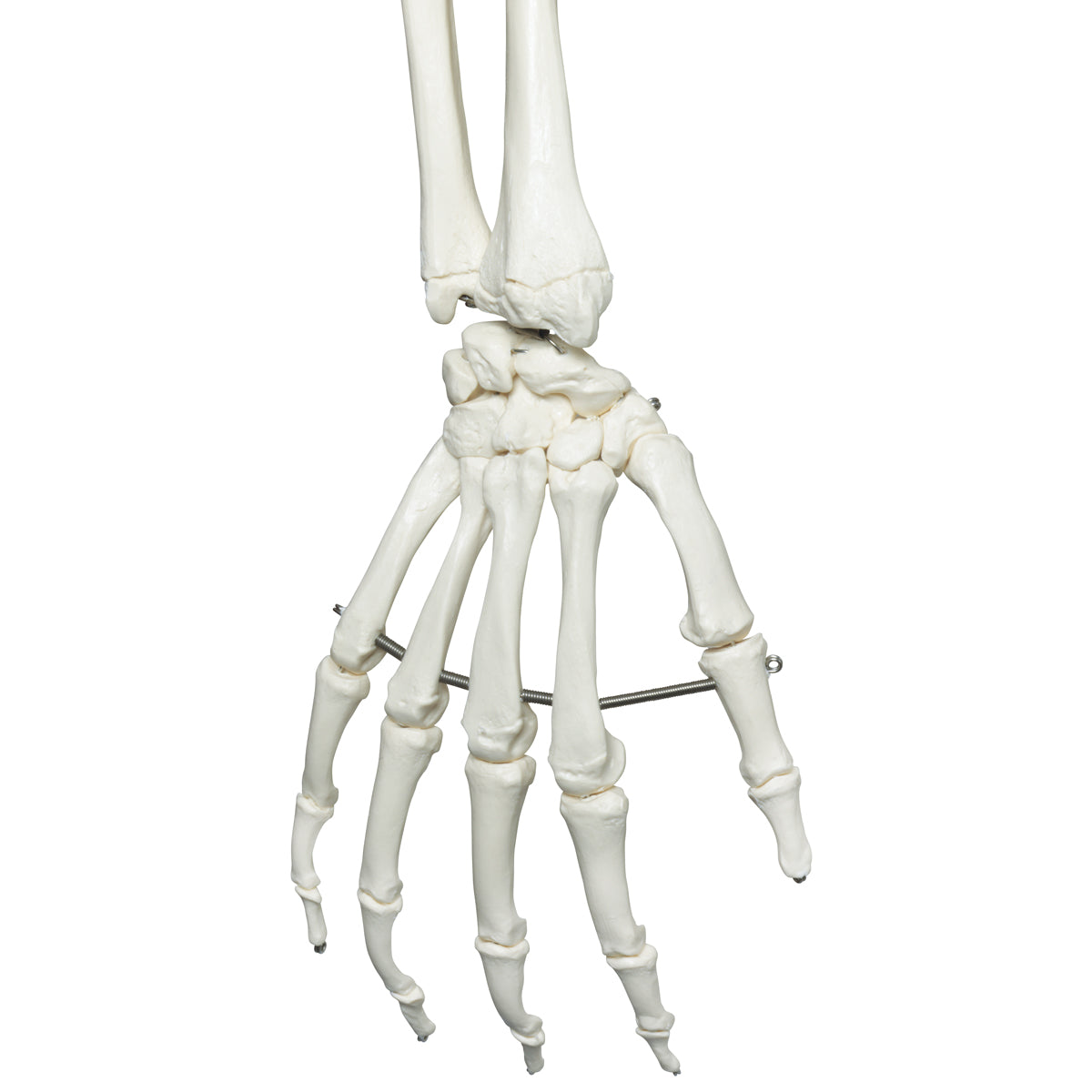 Human Ossicle Model, 20-times Maginified - 3B Scientific A101, view 12