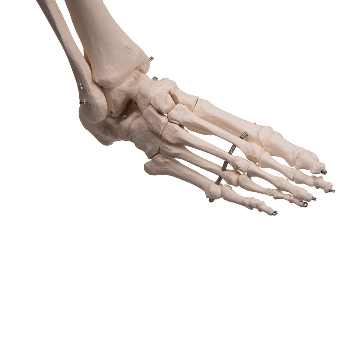 Human Ossicle Model, 20-times Maginified - 3B Scientific A101, view 13