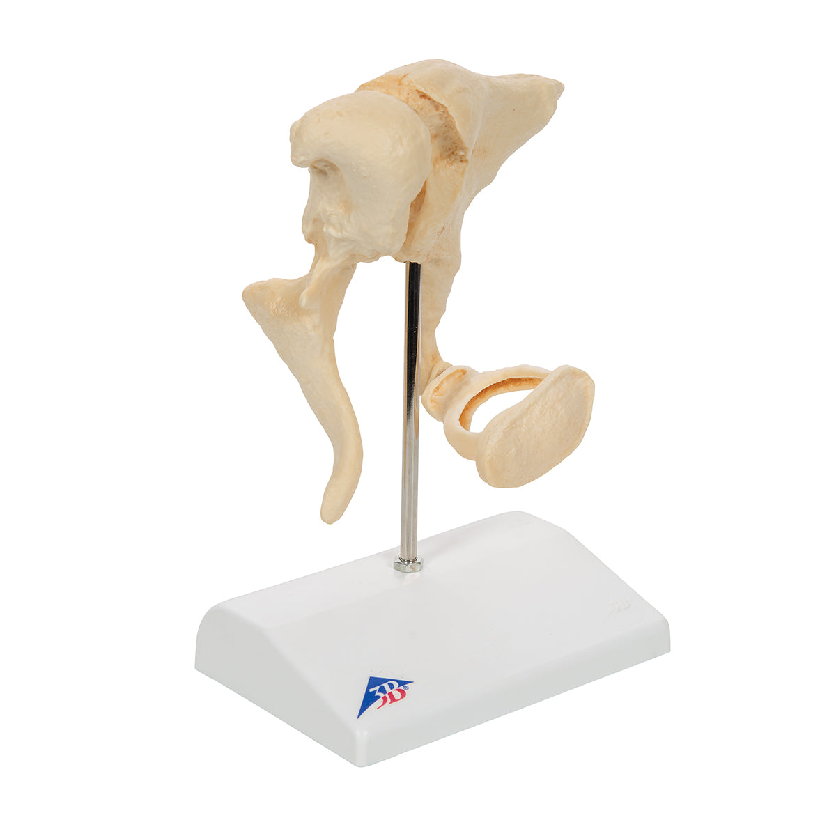 Human Ossicle Model (BONElike), 20-times Magnified