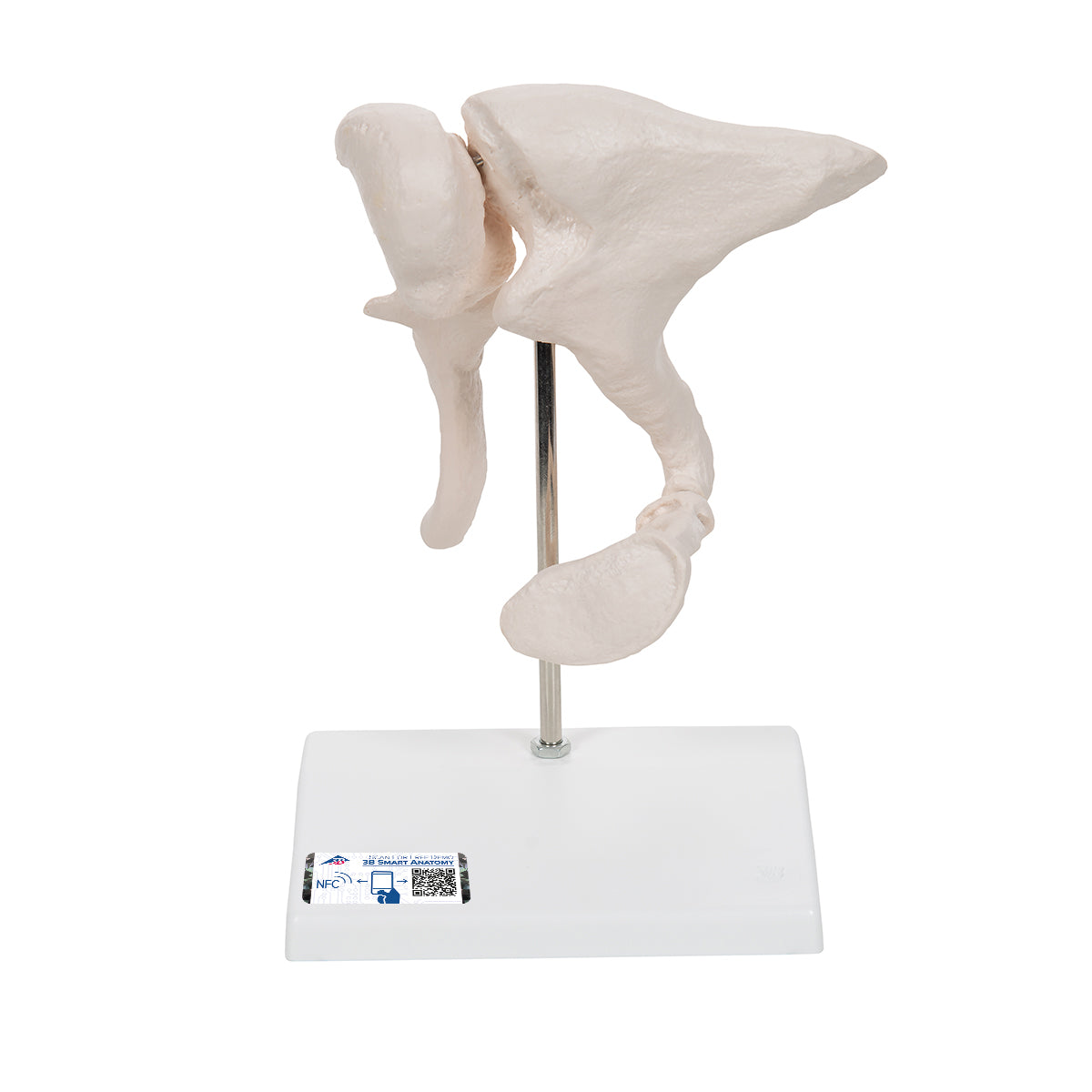 Human Ossicle Model, 20-times Maginified