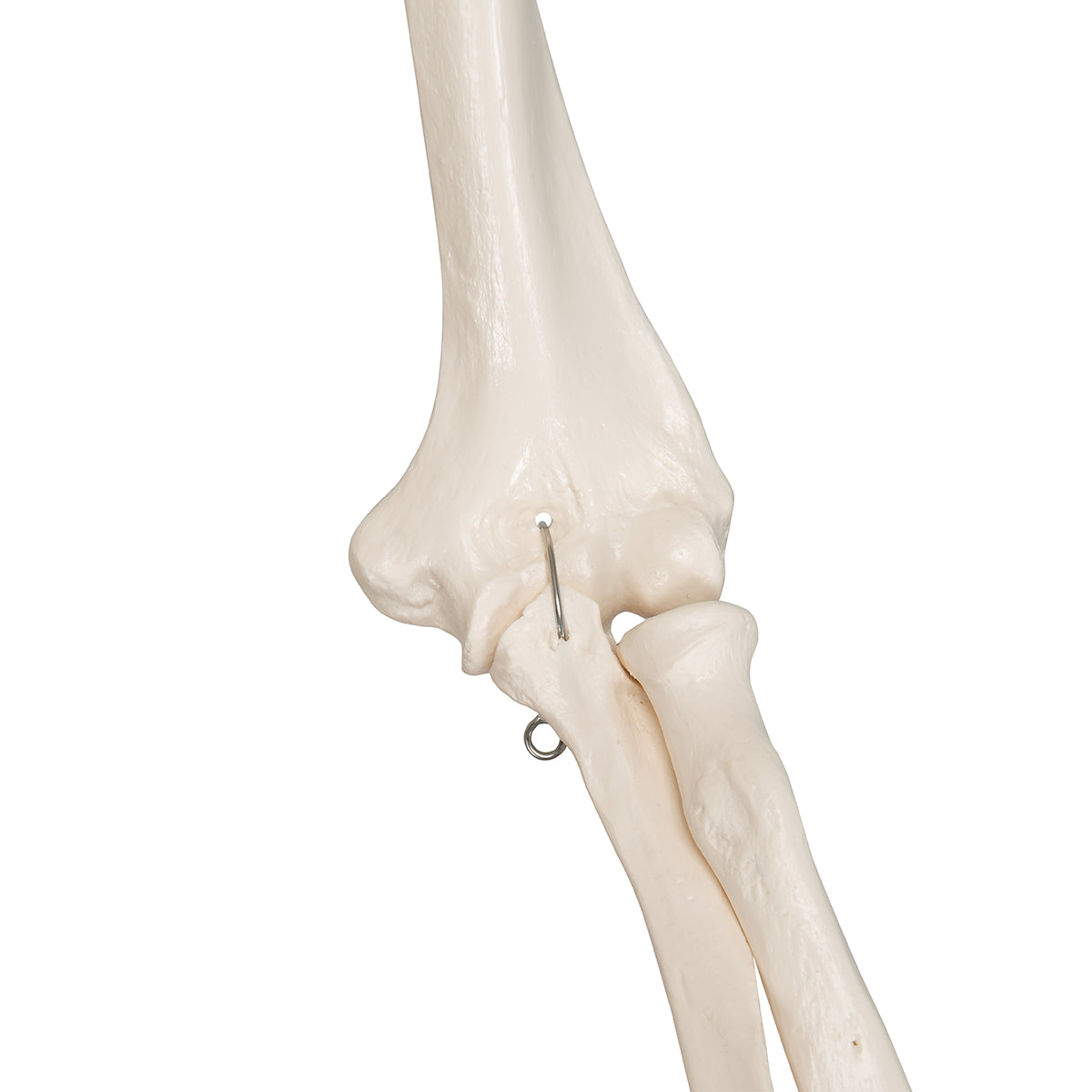 Human Skeleton Model Stan - 3B Scientific A10, view 17