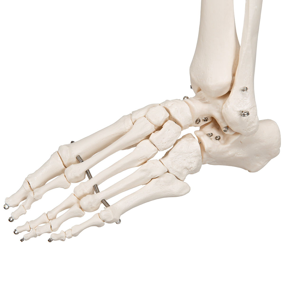 Human Skeleton Model Stan - 3B Scientific A10, view 20
