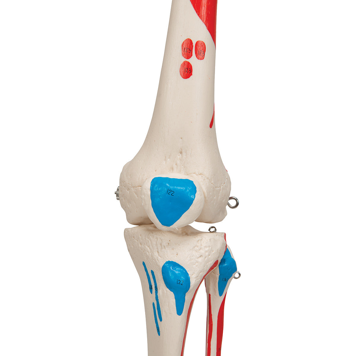 Artificial Skeleton Model with Painted Muscle Origins and Inserts | 3B Scientific A11