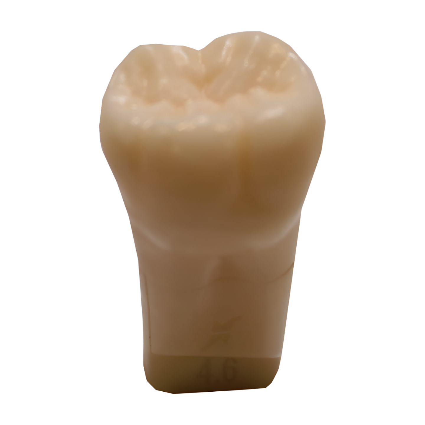 A12AN-700 – Endo Practice - Kilgore / Nissin A12-700