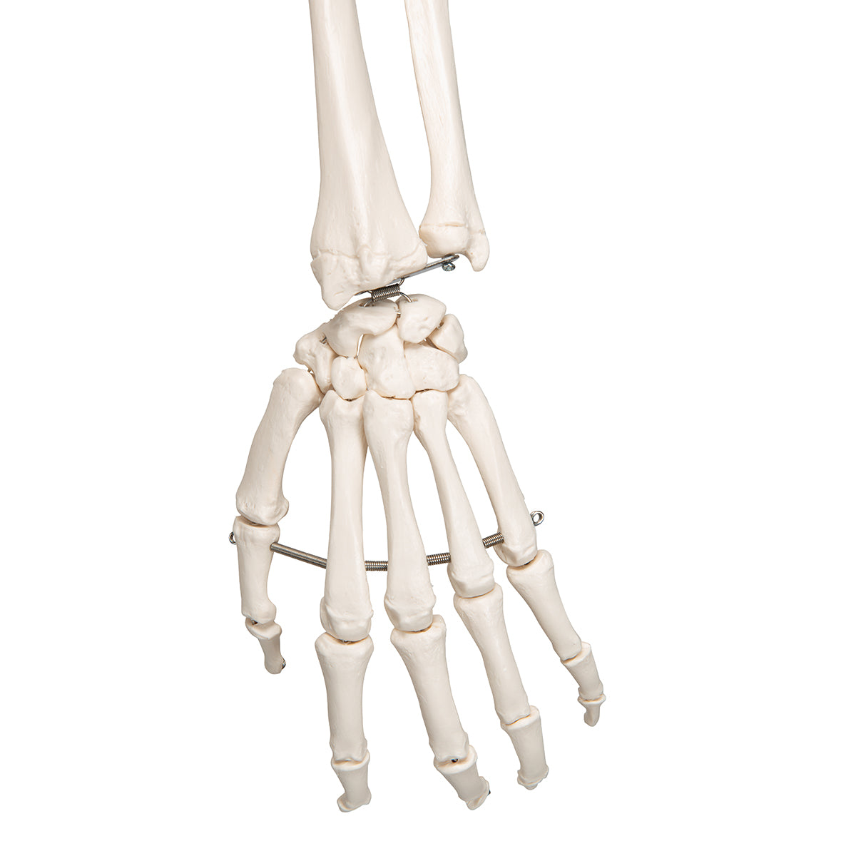 Human Skeleton Model Leo with Ligaments