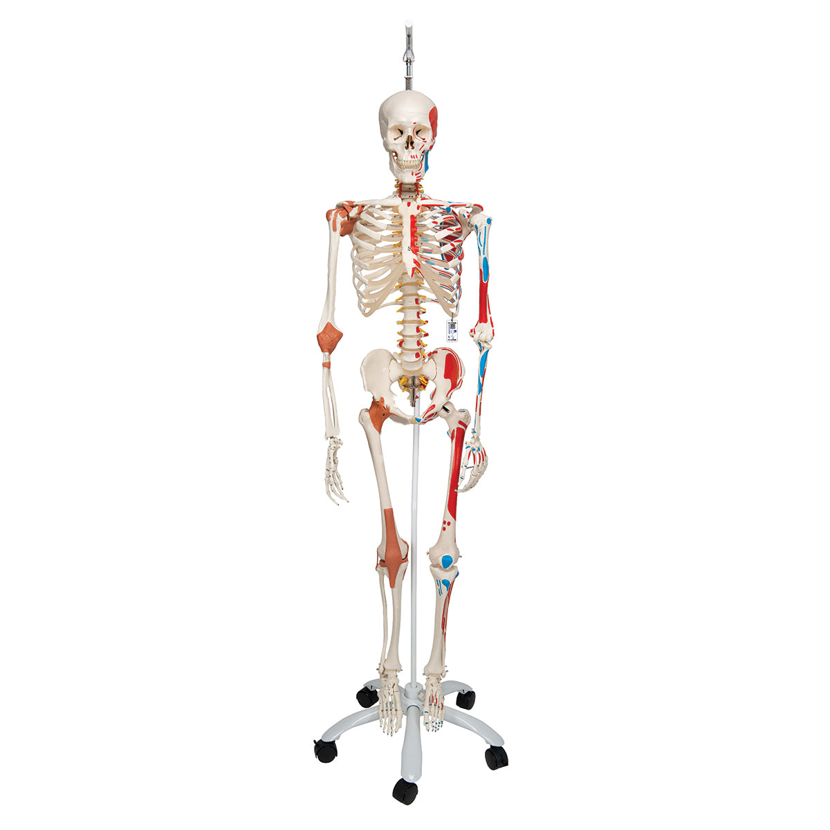 Super Skeleton with Muscle and Ligaments and Hanging Stand
