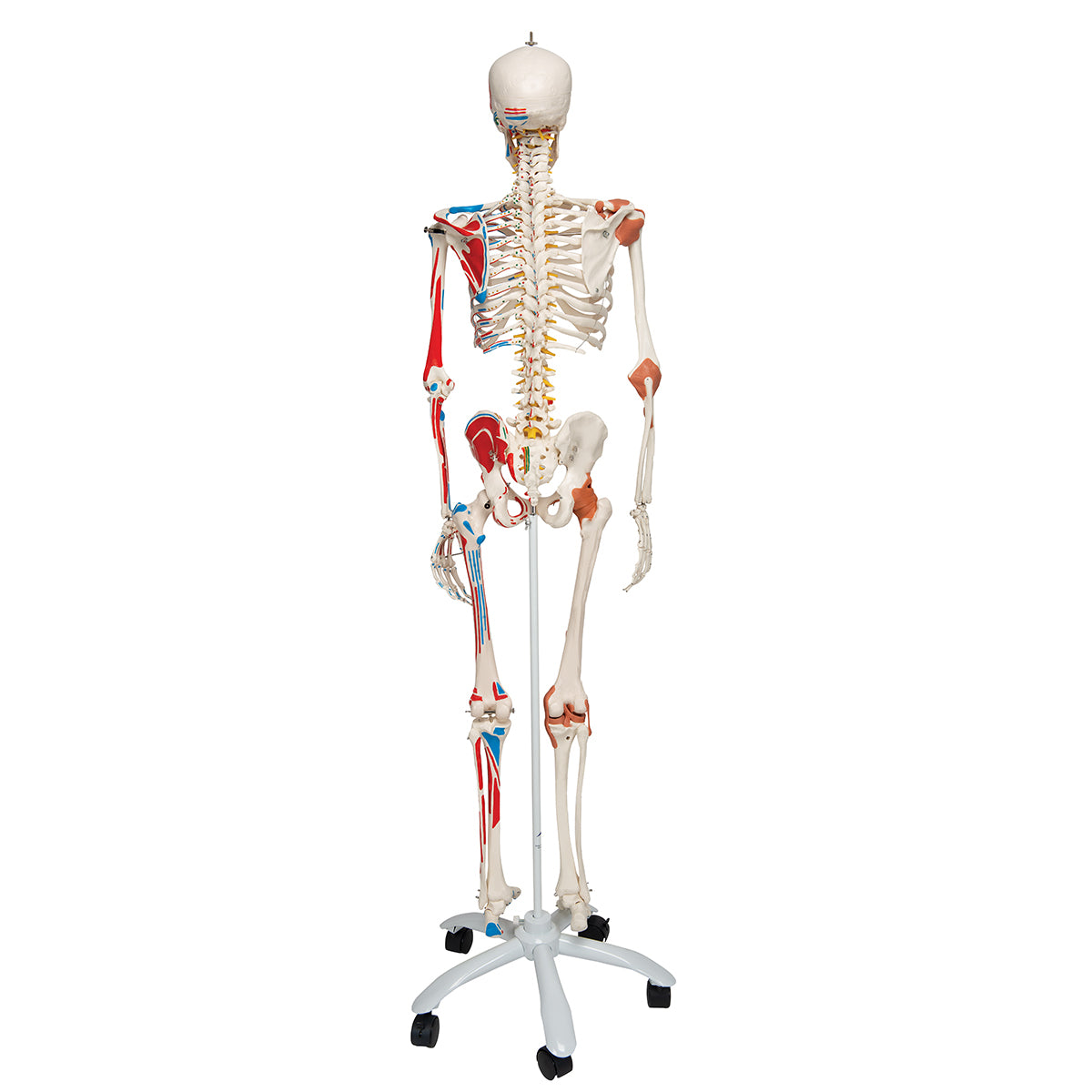 Human Skeleton Model "Sam" with Muscles & Ligaments - 3B Scientific A13, view 2