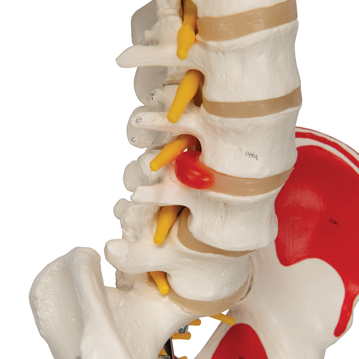 Super Skeleton with Muscle and Ligaments and Hanging Stand - Pelvis detail