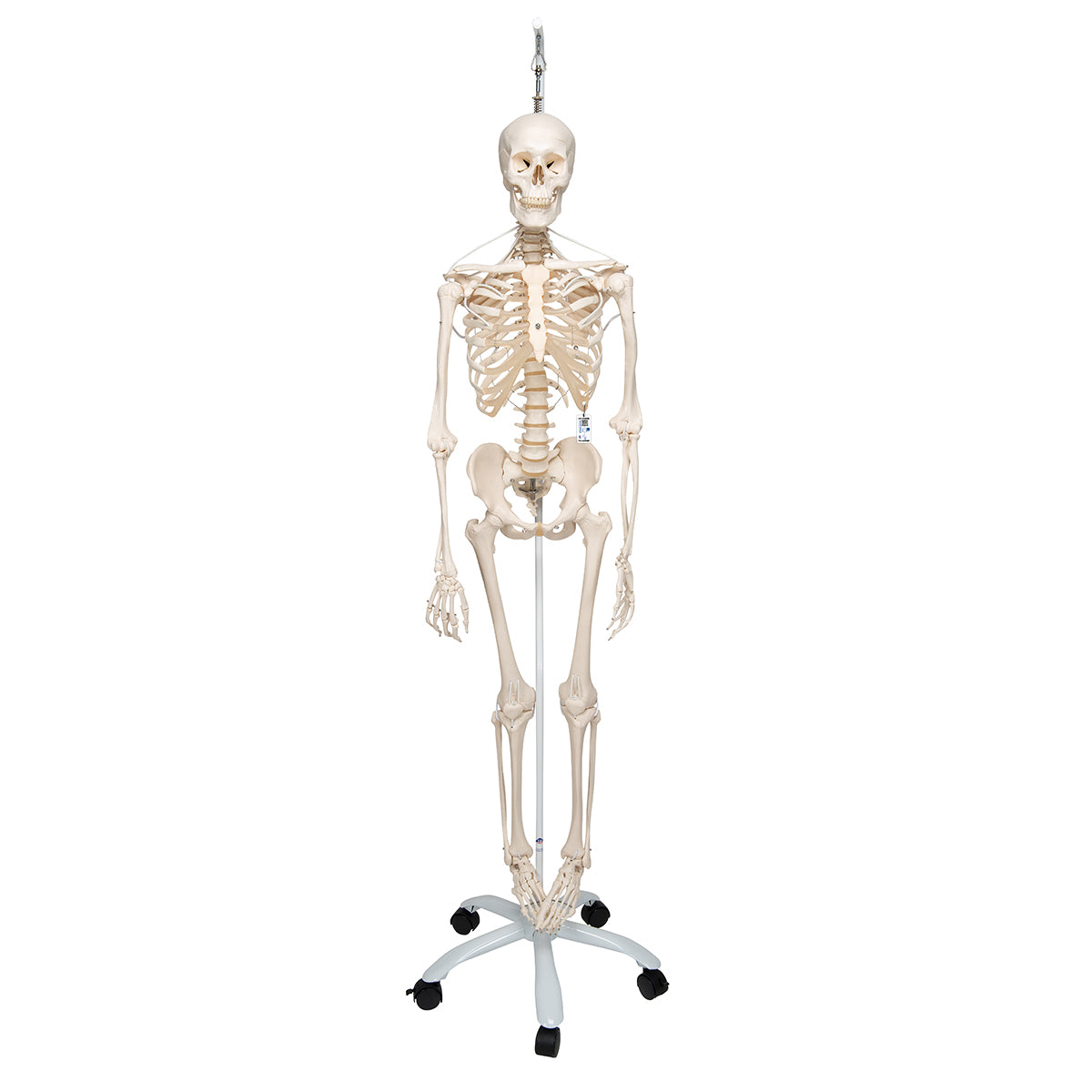 Functional & Physiological Human Skeleton Model Frank on Hanging Stand