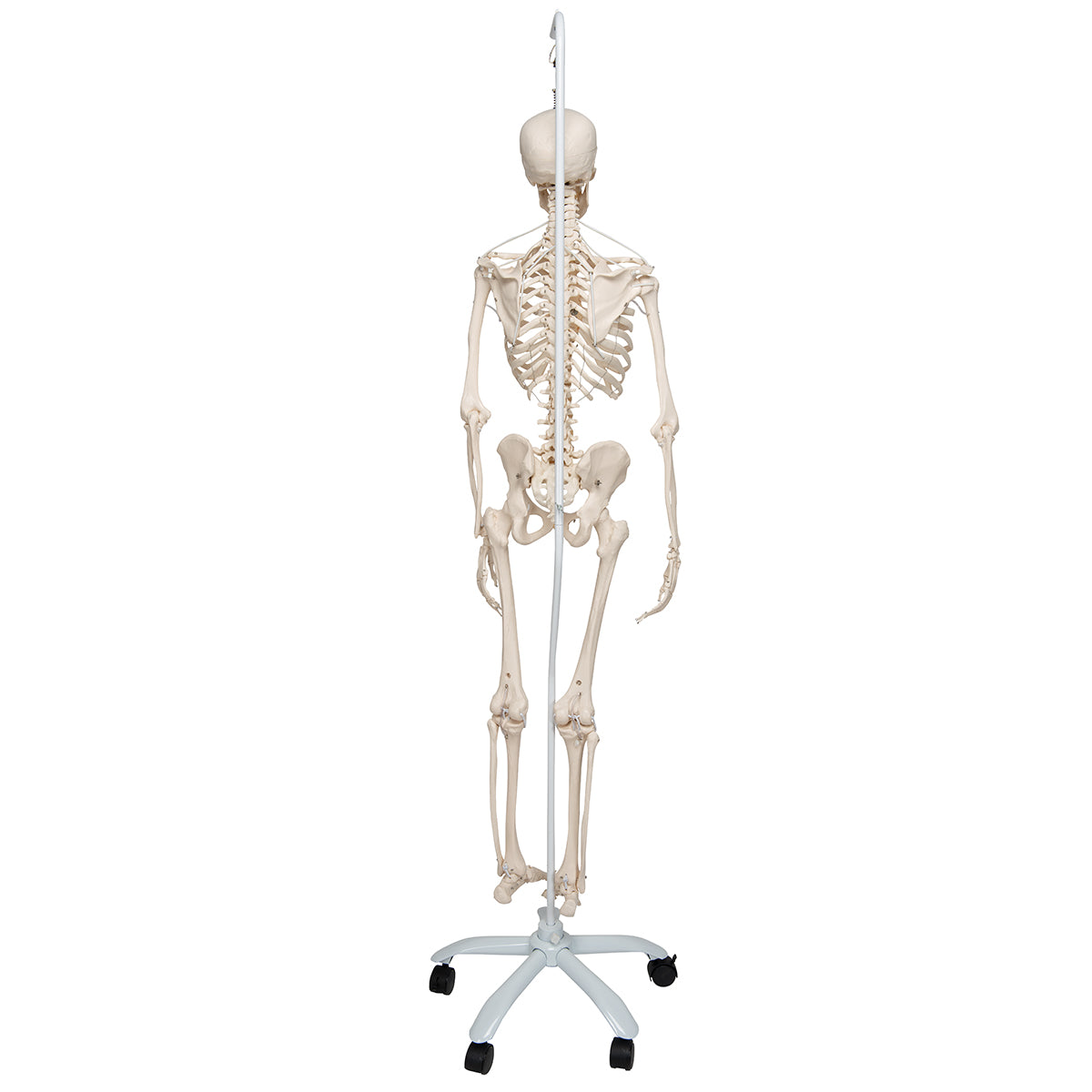 Functional & Physiological Human Skeleton Model Frank on Hanging Stand