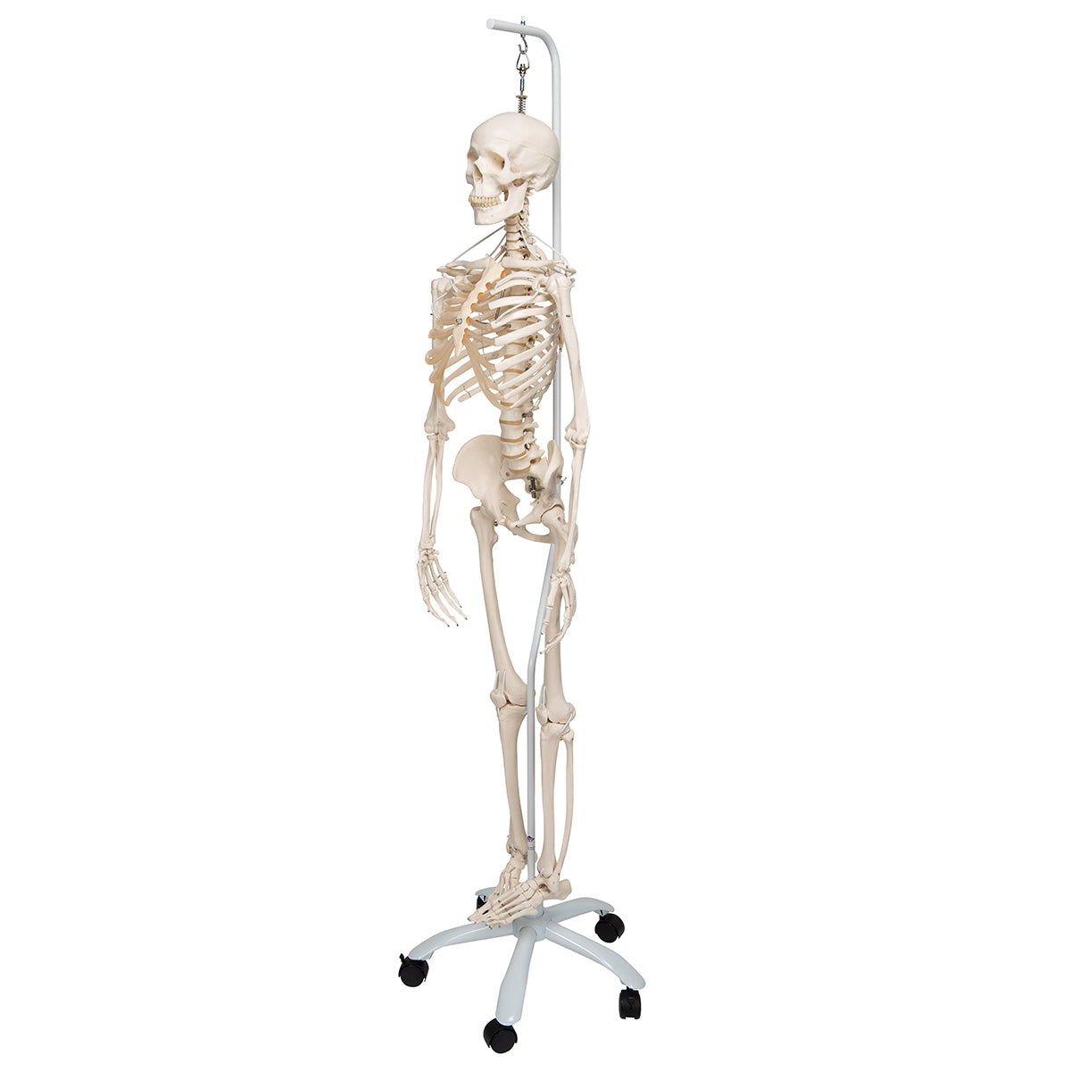 Functional & Physiological Human Skeleton Model Frank on Hanging Stand