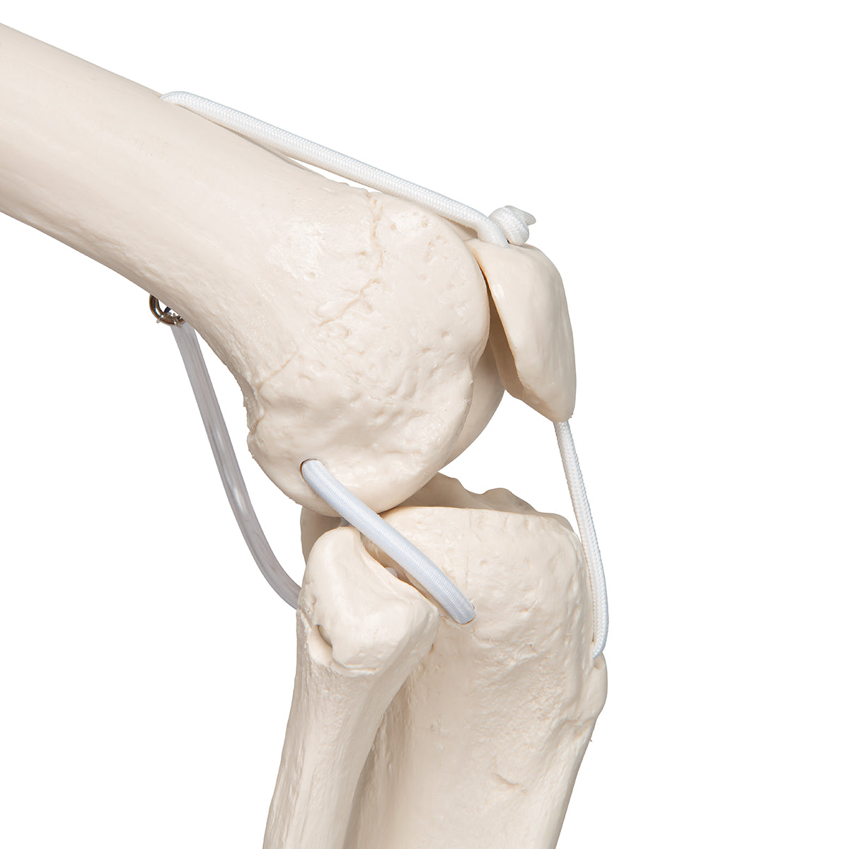 Functional & Physiological Human Skeleton Model Frank on Hanging Stand