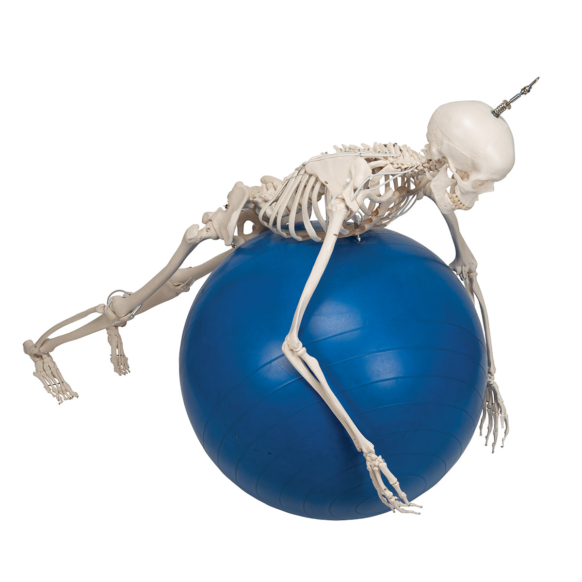 Functional & Physiological Human Skeleton Model Frank on Hanging Stand