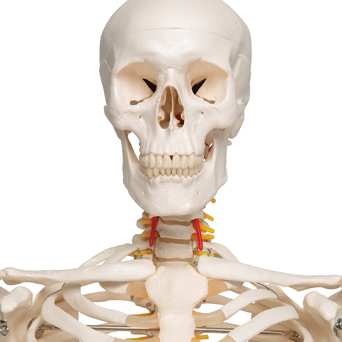 Flexible Human Skeleton Model Fred - 3B Scientific A15, view 10