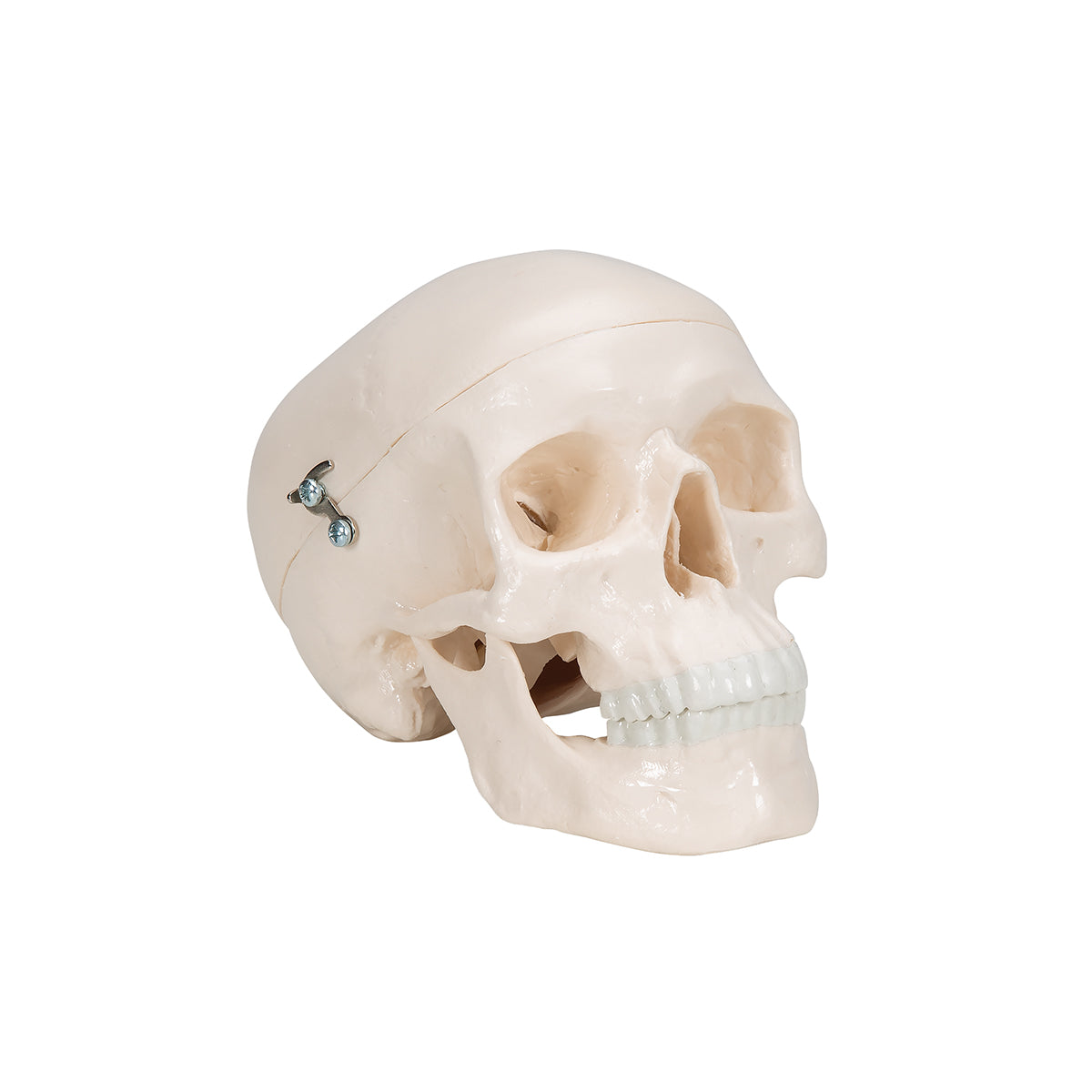 Mini Human Skull Model, 3-part (Skullcap, Base of Skull, Mandible)