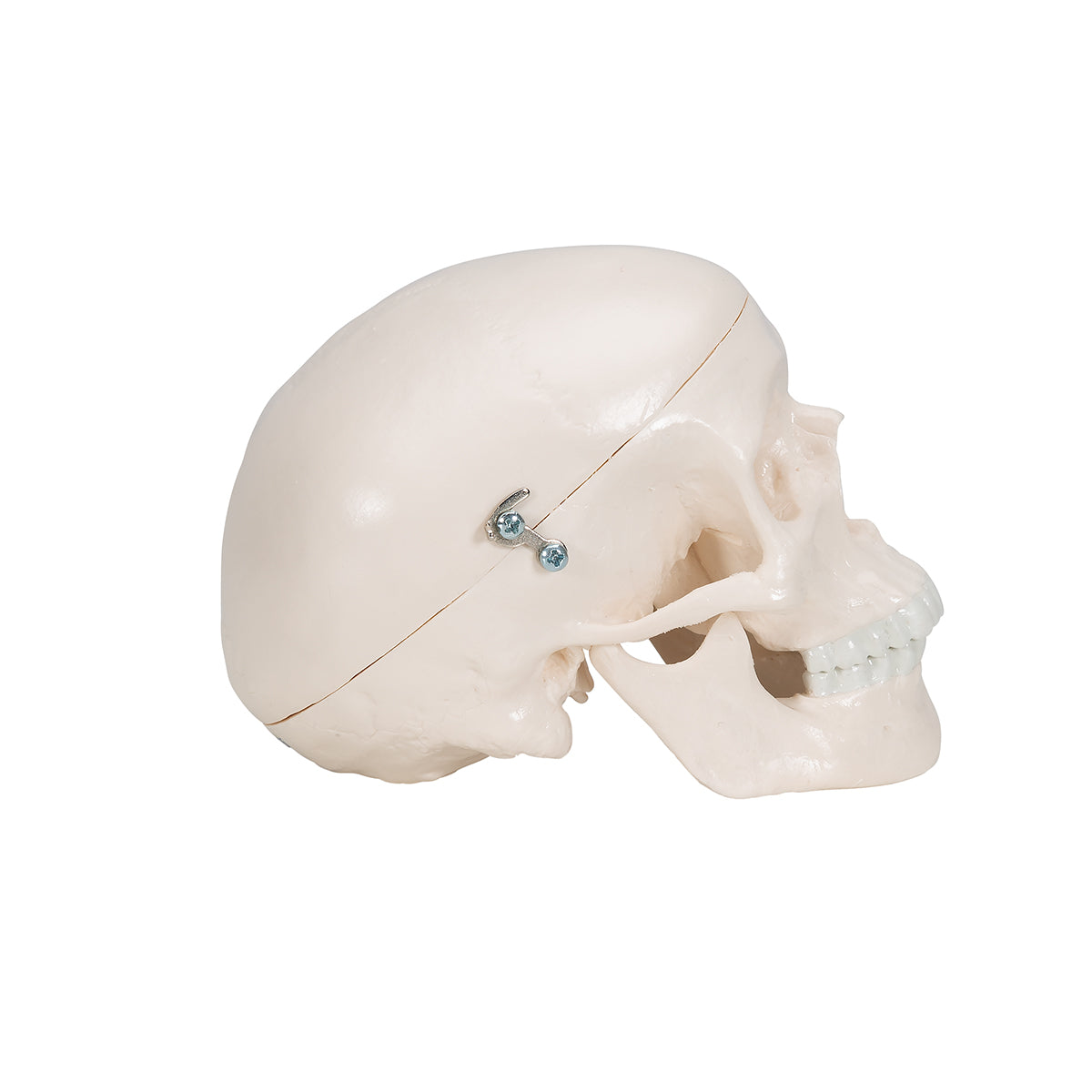 Mini Human Skull Model, 3-part (Skullcap, Base of Skull, Mandible)