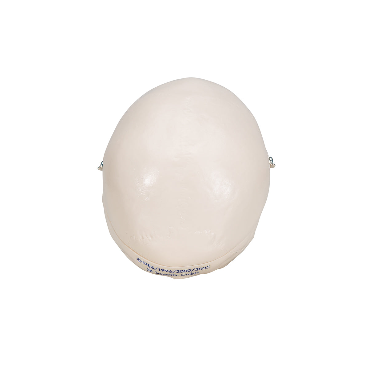 Mini Human Skull Model, 3-part (Skullcap, Base of Skull, Mandible)