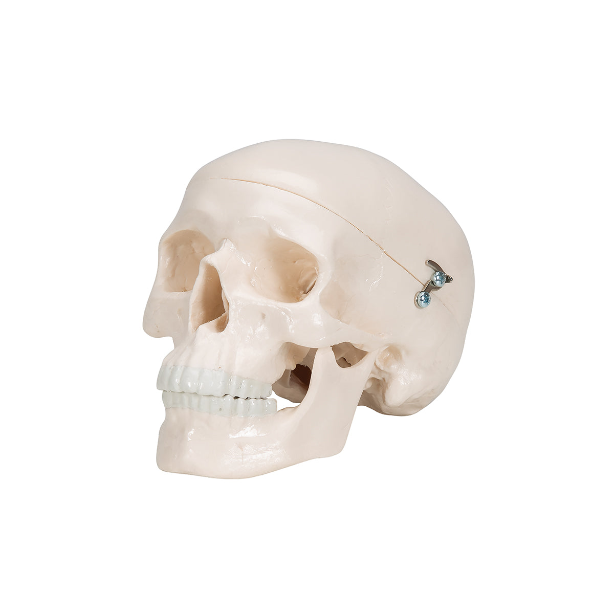 Mini Human Skull Model, 3-part (Skullcap, Base of Skull, Mandible)
