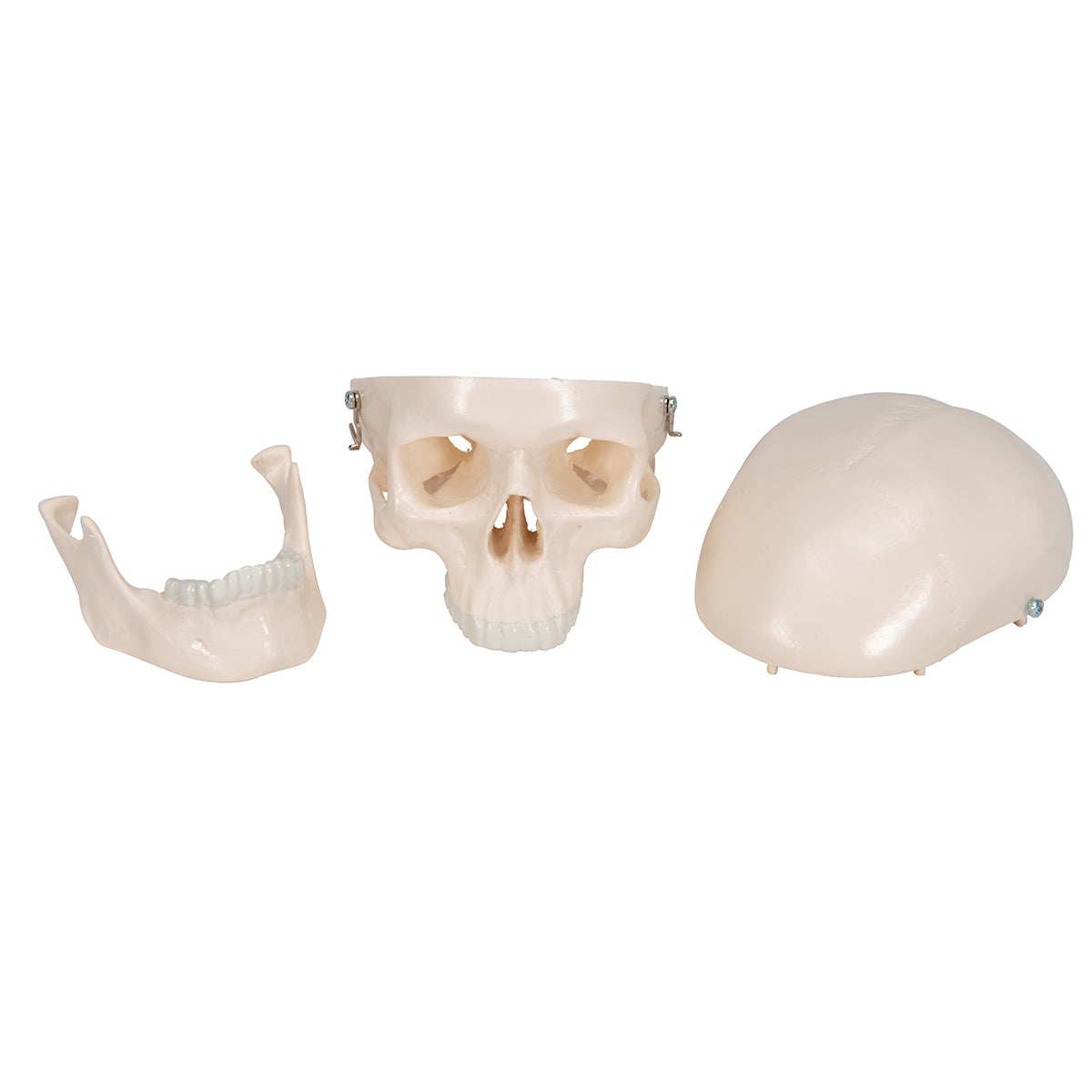 Mini Human Skull Model, 3-part (Skullcap, Base of Skull, Mandible)
