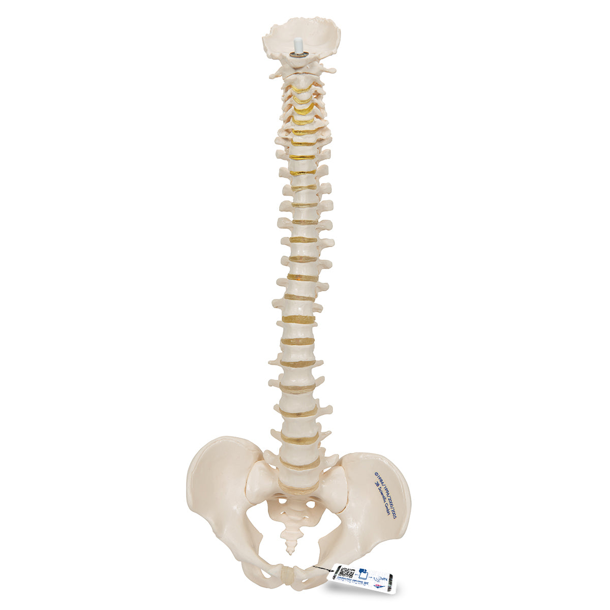 Mini Human Spinal Column Model, Flexible Mounted