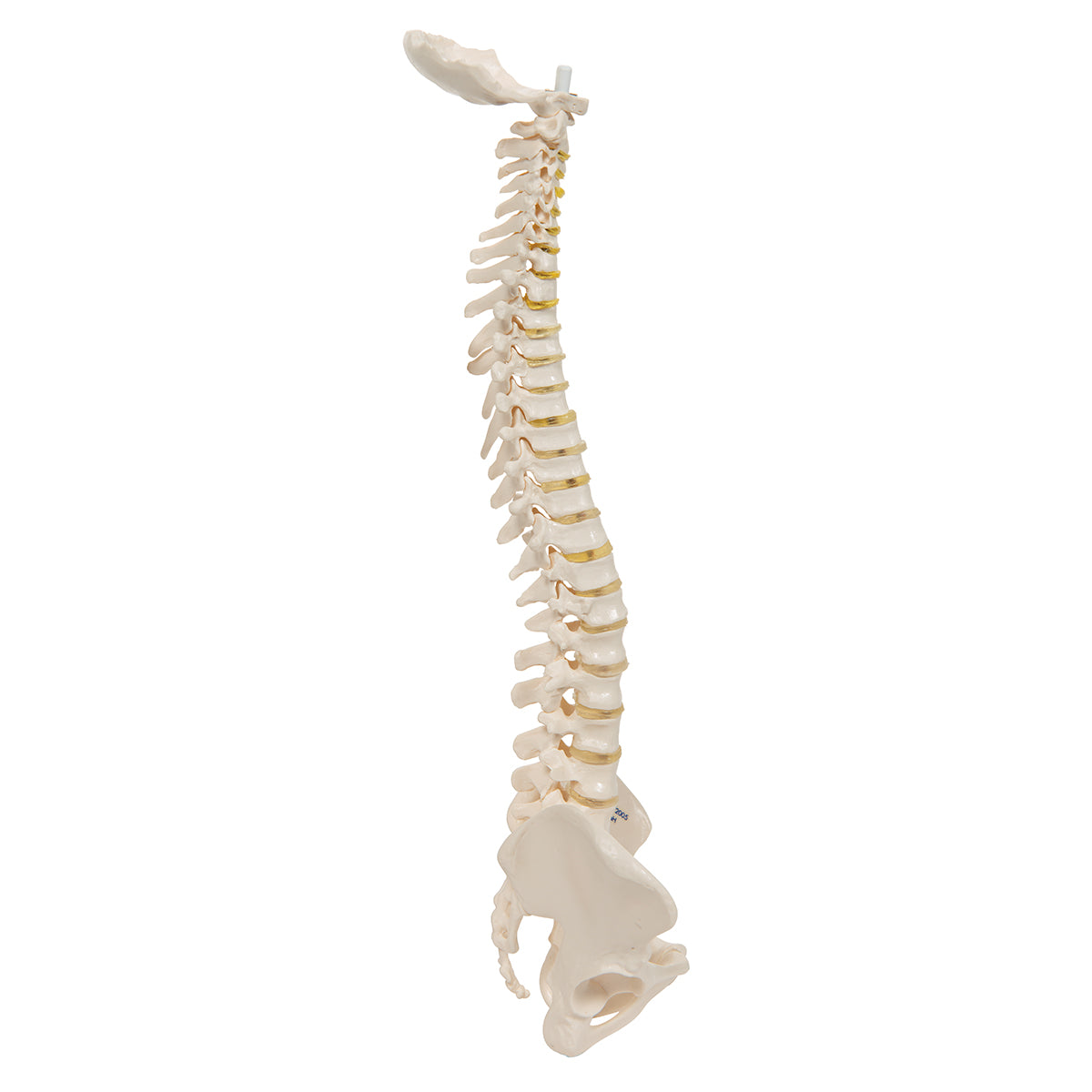 Mini Human Spinal Column Model, Flexible Mounted