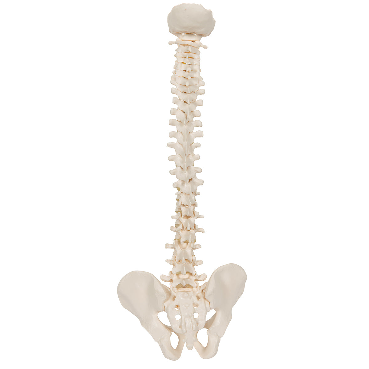 Mini Human Spinal Column Model, Flexible Mounted