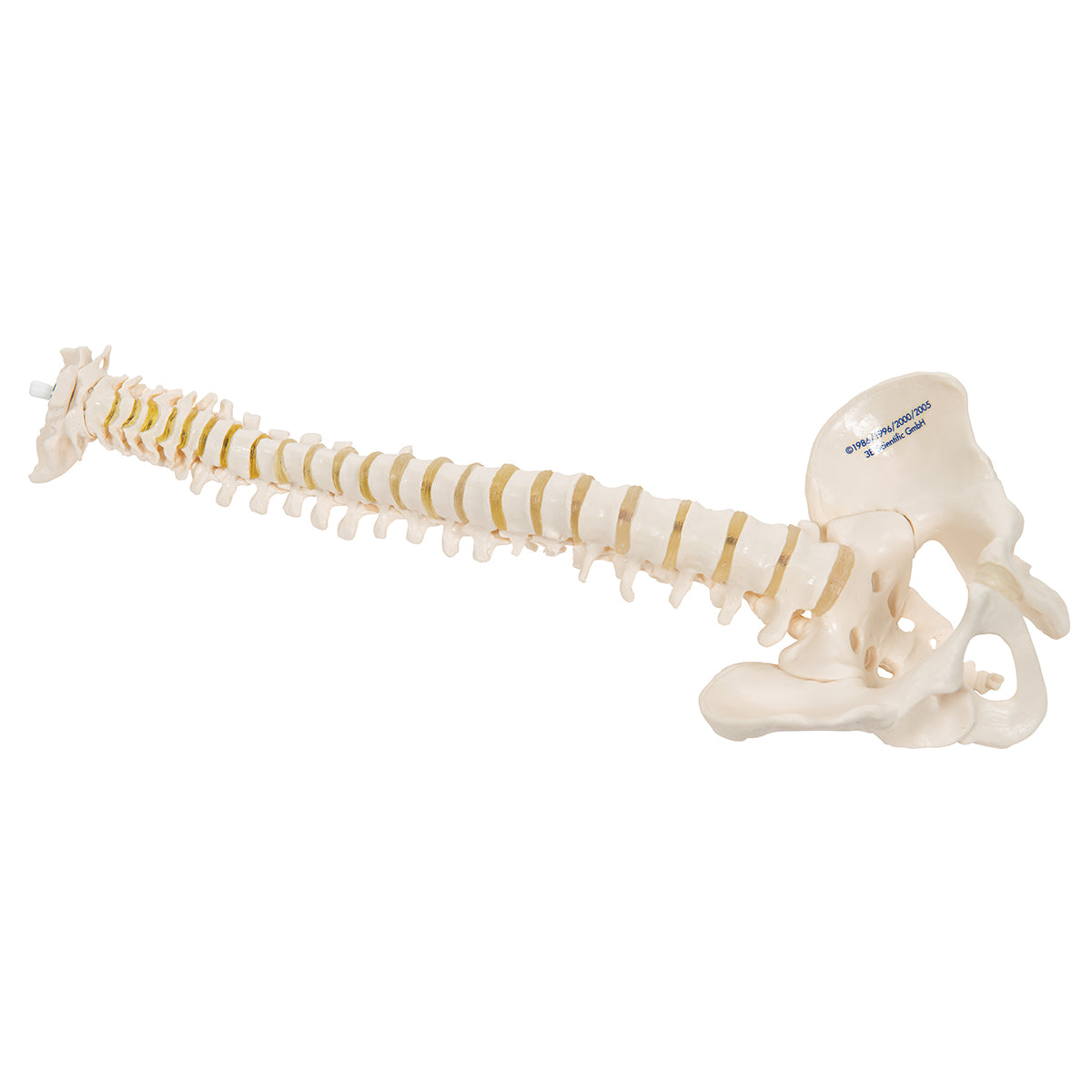 Mini Human Spinal Column Model, Flexible Mounted
