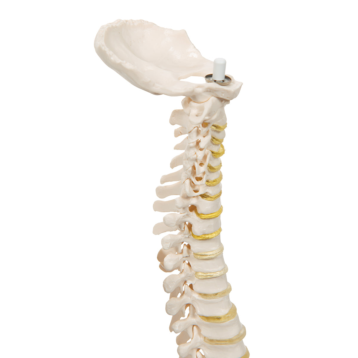 Mini Human Spinal Column Model, Flexible Mounted