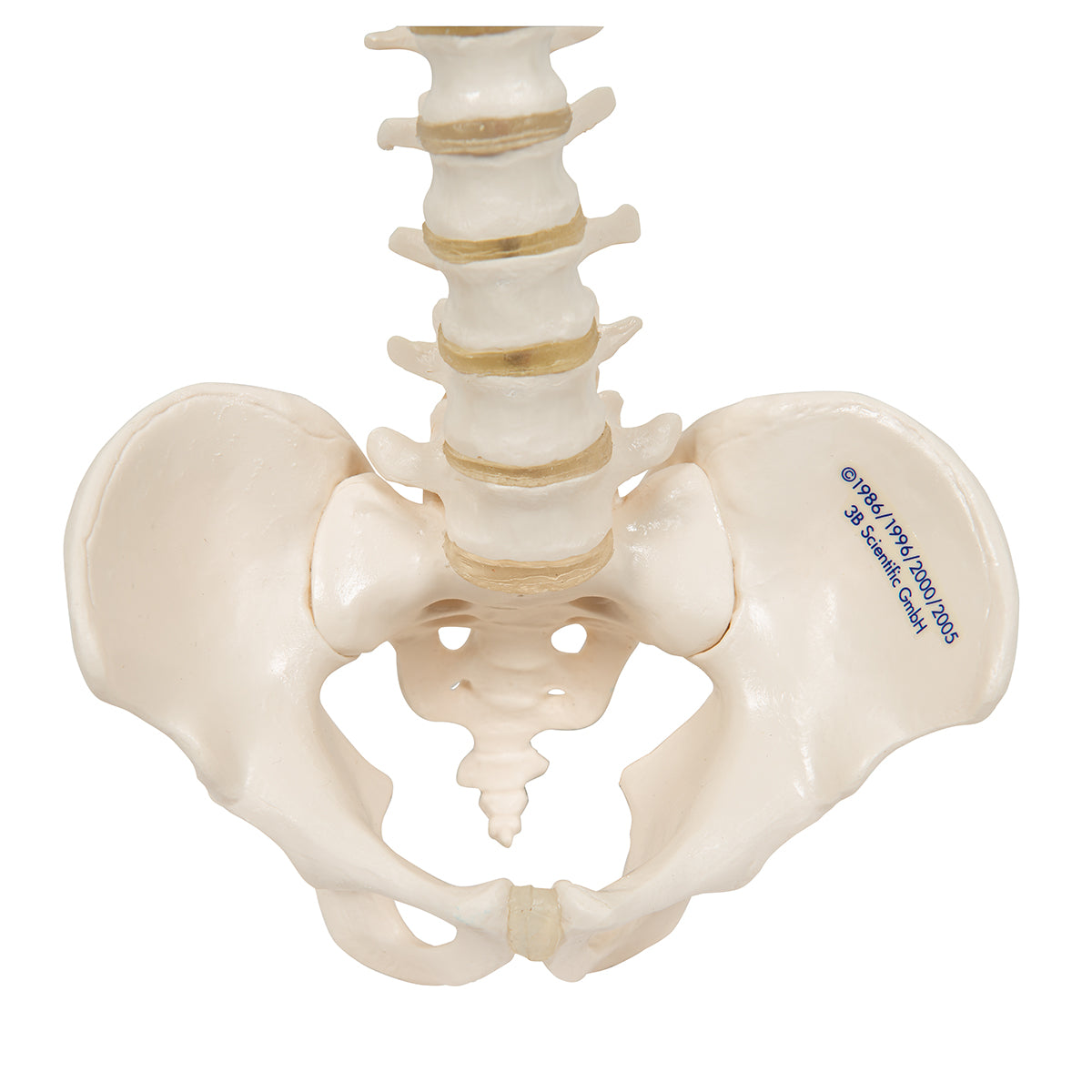 Mini Human Spinal Column Model, Flexible Mounted