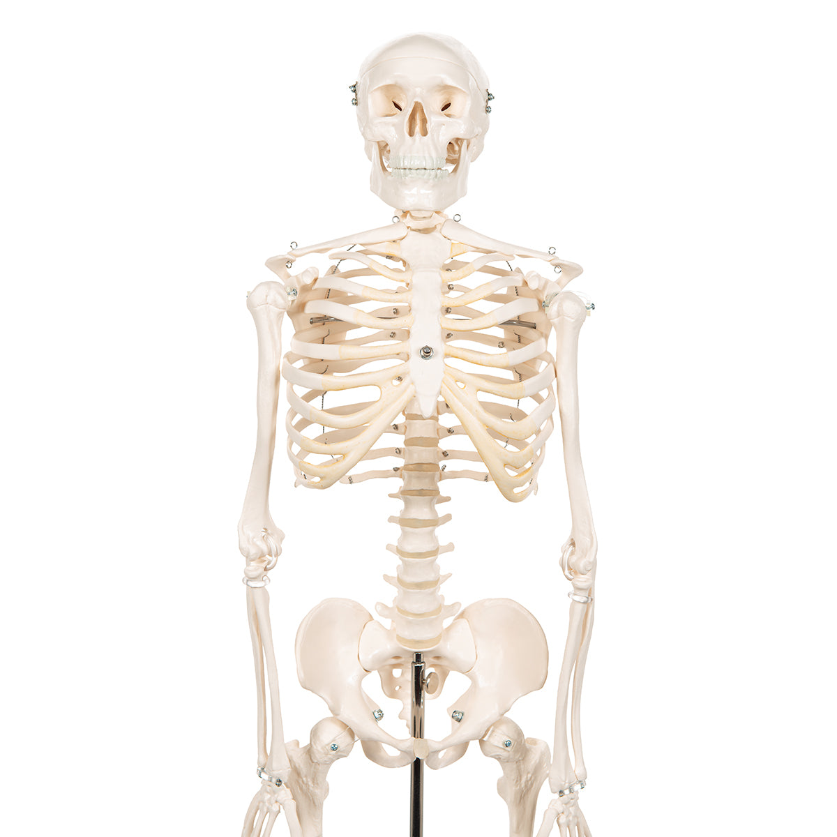 Mini Human Skeleton Model Shorty, Half Natural Size